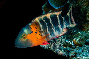 Redbreasted Wrasse by Norm Vexler 